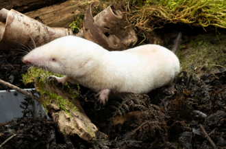 美国现新病毒！人畜共通死亡率恐高达7成