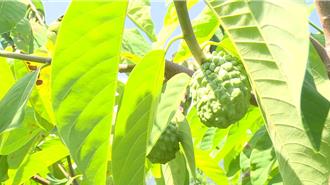 台東農改場制定病蟲害用藥流程 鳳梨釋迦零檢出