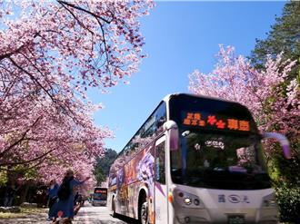 冷到路面結冰！武陵農場賞櫻專車5路線這2天停駛