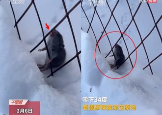 零下34度！老鼠咬铁丝网遭活活冻死 陆网：不是本地耗子