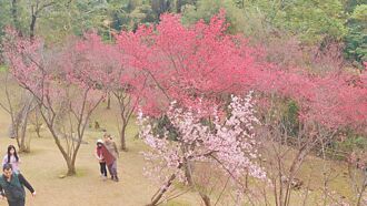 賞燈順遊 桃市推北橫櫻花地圖