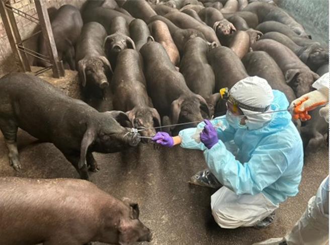林口畜牧場血清監測，維護豬肉食安品質。（新北市動保處提供）