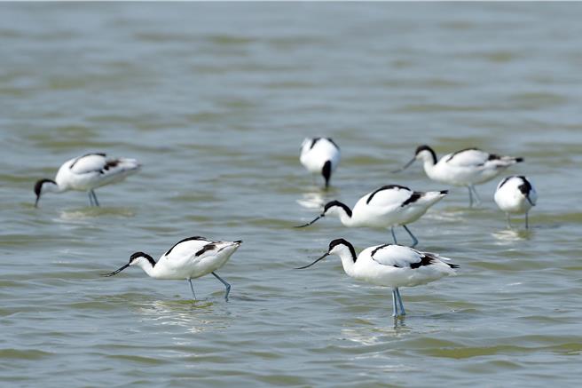 新竹市金城湖近期喜迎稀客「反嘴鸻」，邀爱鸟人士周末到金城湖湿地一览其美姿。（新竹市野鸟学会提供／王惠慧新竹传真）