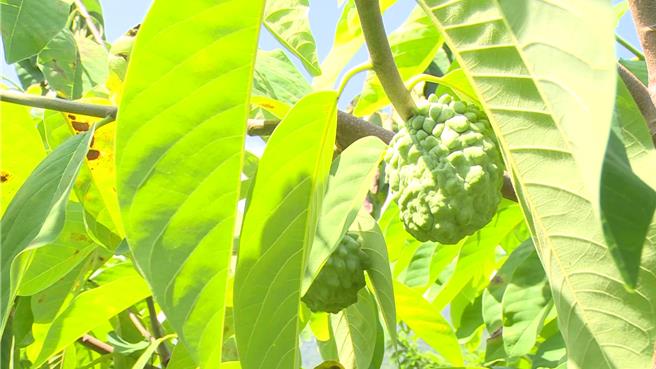 凤梨释迦是台东主要农产品。（蔡旻妤摄）