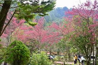 強烈寒流來襲！武陵農場賞櫻專車8、9日停駛