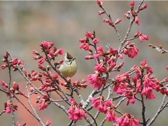 八仙山櫻花綻放 緋紅攀枝枒 夢幻美景邀你「森」呼吸