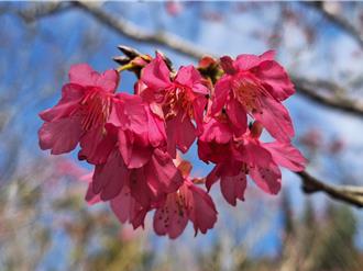 嘉義大埔地震後頻繁餘震 楠西梅嶺餐飲業遭退單逾4成