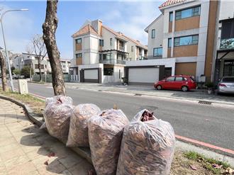 南科特定區大葉欖仁落葉成災 蓮潭里長寒冬中獨自掃街