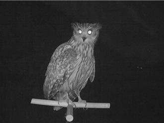 雪霸首設猛禽棲架 台灣最大貓頭鷹黃魚鴞現身影