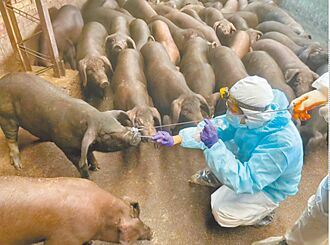 新北 查核運豬車輛裝GPS 最高罰15萬