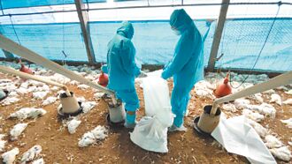 彰化爆3禽流感 撲殺8.8萬隻蛋雞