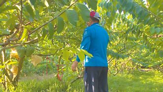 照表操課用藥 鳳梨釋迦零檢出