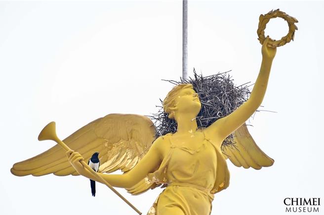 奇美博物館建築圓頂上的「榮耀天使」近來吸引喜鵲前來築巢，館方決定讓喜鵲安心育雛，暫不移除。(摘自奇美博物館臉書／曹婷婷台南傳真)