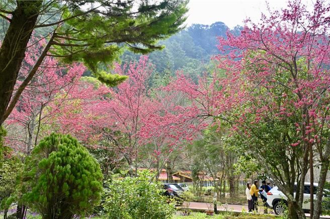 武陵農場目前三色梅花與河津櫻正值盛開，山櫻花開花約七成。（武陵農場提供／李京昇台中傳真）