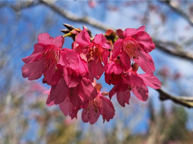 梅嶺風景區梅峰古道旁的櫻花正值盛開。（民眾提供／寶智華台南傳真）