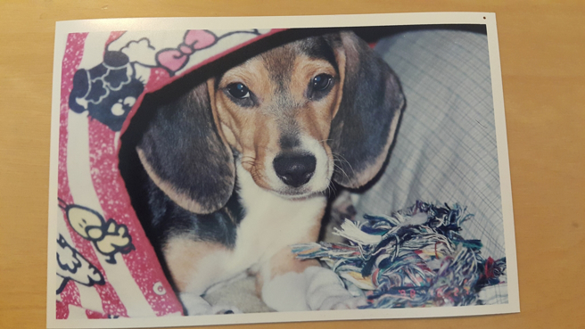 大S、小S過去養過的愛犬五妹娘。（圖／資料照）