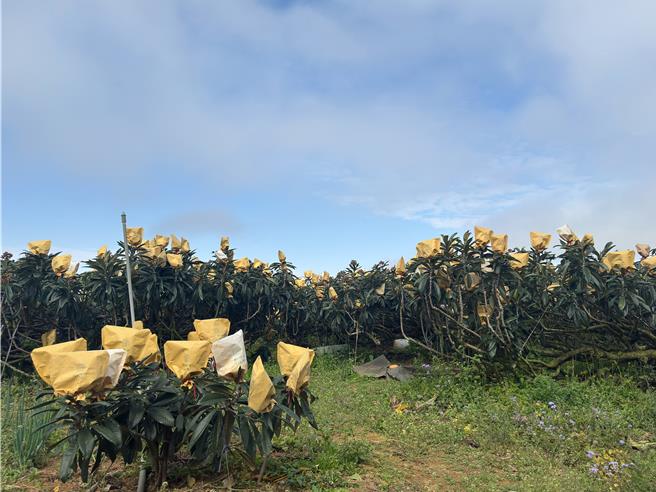 台中市枇杷重鎮。（江啟臣服務處提供／李京昇台中傳真）