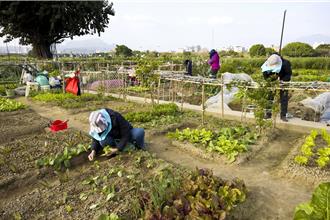 抽籤僅15％！新北樂活農園搶破頭 390名幸運兒出爐