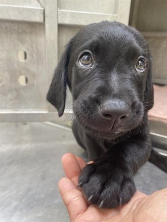 獸醫院提供毛孩「美容」服務  未做這事恐被罰