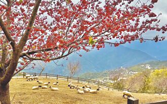 清境農場 櫻花綿羊同框超療癒