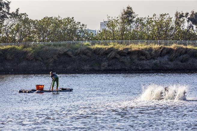 大陸冷氣團來襲，有上億產值的竹北市拔仔窟烏魚養殖區，縣府建議漁民在魚塭北側搭蓋防風棚，加強越冬溝的保溫、防寒及加溫等設備。（羅浚濱攝）