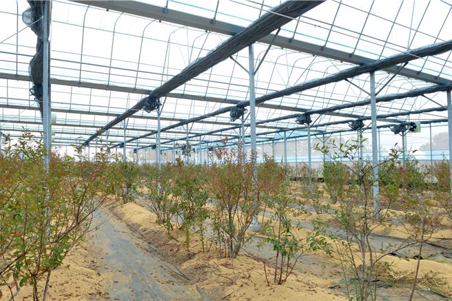 苗栗县卓兰镇甜馨农园农场负责人百大青农吴保谅，接手父亲的果园后创新求变，向农业部农粮署争取经费设置智慧温网，种植蓝莓及草莓。（苗栗县政府提供／吕丽甄苗栗传真）