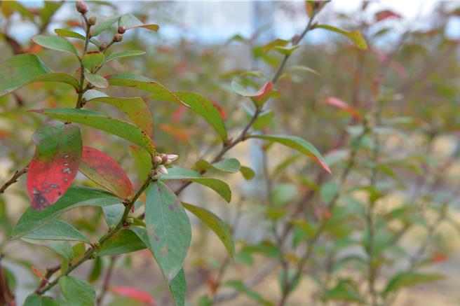 苗栗县卓兰镇甜馨农园农场负责人百大青农吴保谅，接手父亲的果园后创新求变，向农业部农粮署争取经费设置智慧温网，种植蓝莓及草莓。（苗栗县政府提供／吕丽甄苗栗传真）