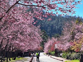 武陵櫻花夯 單日往返車輛假藉登山申請通行證將停權3年