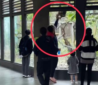 遊客拍打動物園玻璃嚇壞白面捲尾猴 網嗆：遇同類比較激動