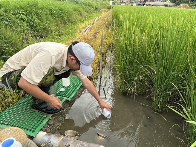 桃園市水務局在楊梅水資源回收中心旁試辦以放流水當農灌用水，稻作生長良好，且產量較河川水灌溉的農田增5成。（水務局提供／蔡依珍桃園傳真）