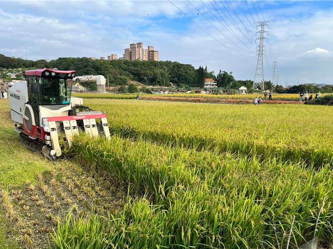 桃園市水務局在楊梅水資源回收中心旁試辦以放流水當農灌用水，稻作生長良好，且產量較河川水灌溉的農田增5成。（水務局提供／蔡依珍桃園傳真）