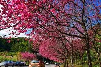 造訪最美「櫻花公路」 入住礁溪晶泉丰旅 泡湯再享壽喜燒吃到飽