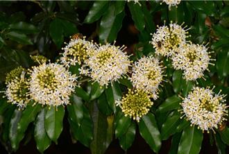 都市綠化新選擇！林試所推薦6類原生樹 打造美麗生態城市