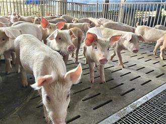 高雄養豬大升級！2.4億打造高科技豬舍 省水又省電