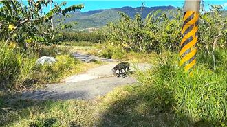 台東驚見「桶子狗」！黑狗頭卡塑膠桶 無法進食、飲水