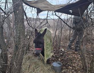 俄烏戰爭三年 俄羅斯部隊出現「毛驢運輸」  