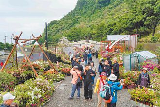 春日約會 萬金杜鵑花展2／27登場