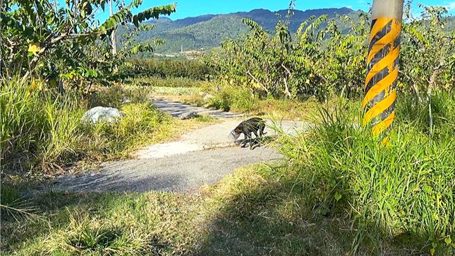 头卡入塑胶桶的黑狗警觉性高，一发觉人类接近就四处逃窜。（民眾提供／萧嘉蕙台东传真）