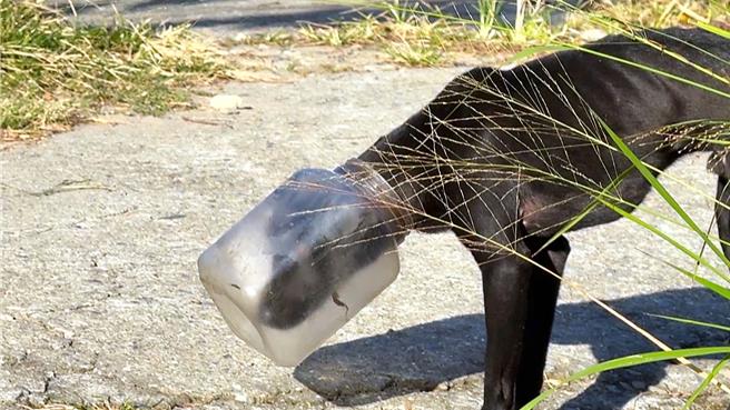 黑狗疑似在觅食时，不慎将头部卡入塑胶空桶内，导致无法进食与喝水。（民眾提供／萧嘉蕙台东传真）