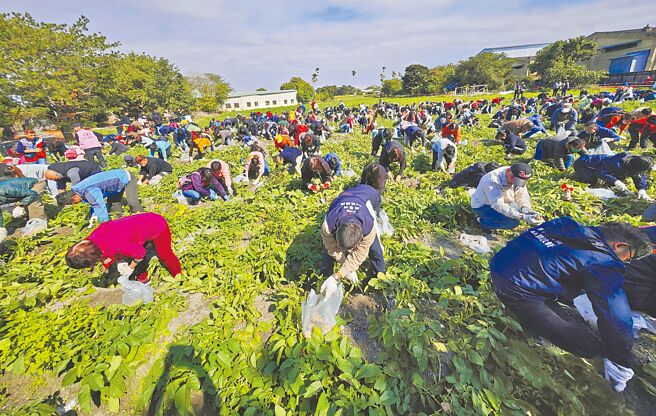 台中市潭子区农会9日举行「农民节表彰及摇滚马铃薯活动」，昨日天气晴朗，近1500位民眾下田「卷袖当农夫」动手挖马铃薯，现场人手1袋、满载而归。（台中市政府提供／张妍溱台中传真）