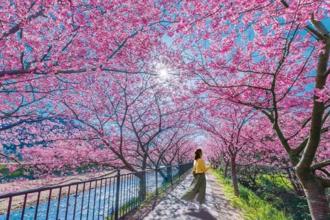 連假衝出國！迎賞櫻旺季 日韓賞櫻機票6999元起、一日遊6折起