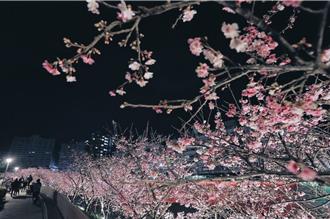 樂活夜櫻季倒數4天 迪士尼公主派對登場 穿指定服裝拿好禮