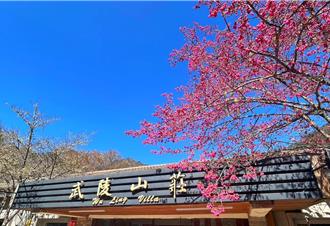 武陵櫻花季登場 同步展出台灣二葉松展覽