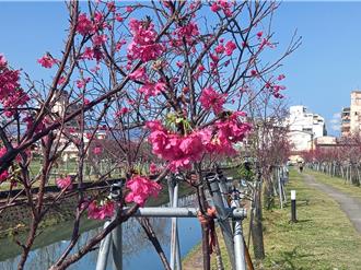 影》傷心！宜蘭羅莊櫻花步道櫻樹被撞斷 鄉民心疼怒批