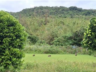 农民防猕猴侵扰有秘招 复合式防治宣导说明会开春登场