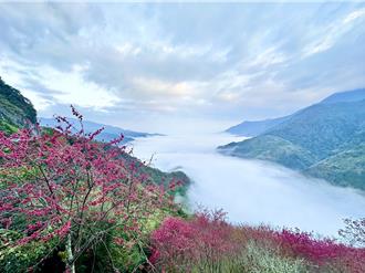 南投信義櫻花季大亂鬥！粉色花海＋雲海 美景媲美仙境
