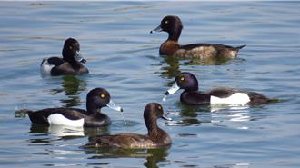 桃園普查野鳥達13518隻 見黑面琵鷺、白眼潛鴨等珍稀候鳥