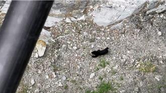 影》台灣黑熊叼山羌大快朵頤 山友登玉山直擊霸氣獵食秀