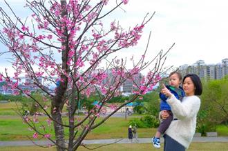 初春河濱賞櫻趣！新店陽光運動公園河津櫻粉嫩綻放 