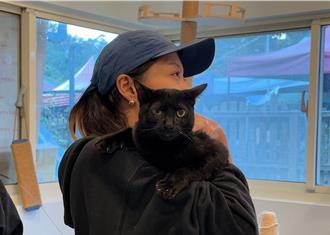 黑貓吉吉戰勝貓皰疹 新北動保處手術助牠恢復明亮大眼